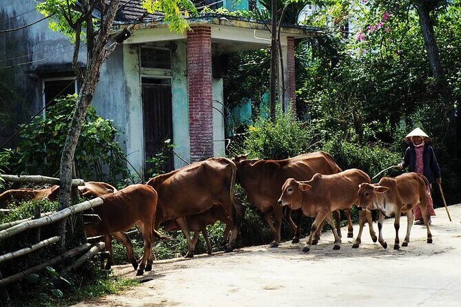 Discover The Hidden Charm Of Hoi Ans Countryside On A Bike Tour - An In-Depth Look at the Hoi An Countryside Bike Tour