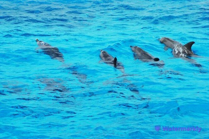 Discover the Magic in Snorkeling Expedition to Dolphin House - An In-Depth Look at the Snorkeling Expedition