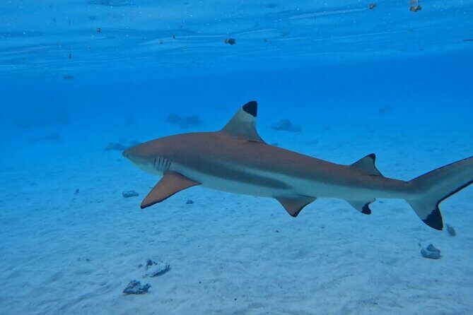 Discover the magical Moorea Lagoon - An Up-Close Look at the Moorea Lagoon Tour