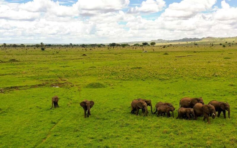Discover the Pristine Wonders of a 1-Day Tarangire Safari - A Detailed Look at the 1-Day Tarangire Safari