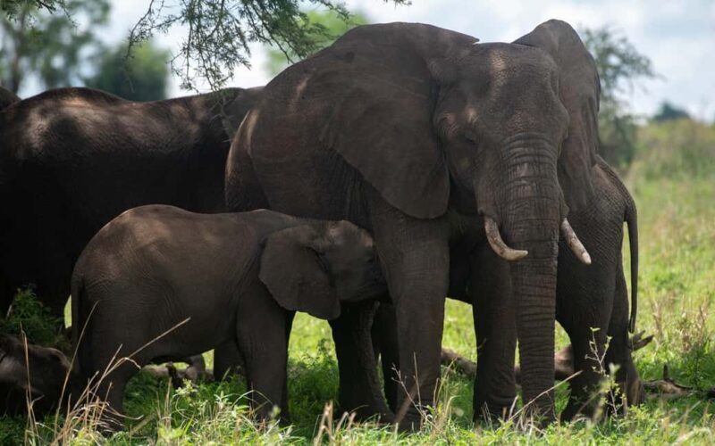 Discover the Pristine Wonders of a 1-Day Tarangire Safari - Final Thoughts: Is It Worth It?