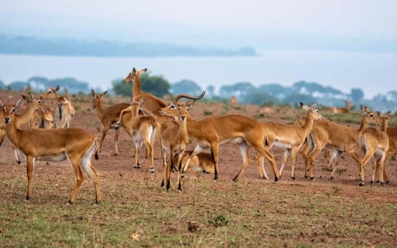 Discover the Top Most Popular 6-Days Tanzania safari - Key Points