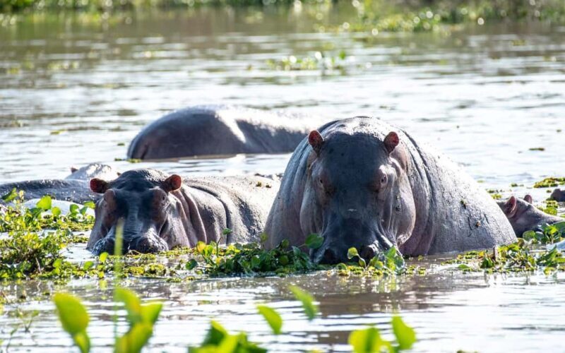 Discover the Top Most Popular 6-Days Tanzania safari - An In-Depth Look at the 6-Day Tanzania Safari