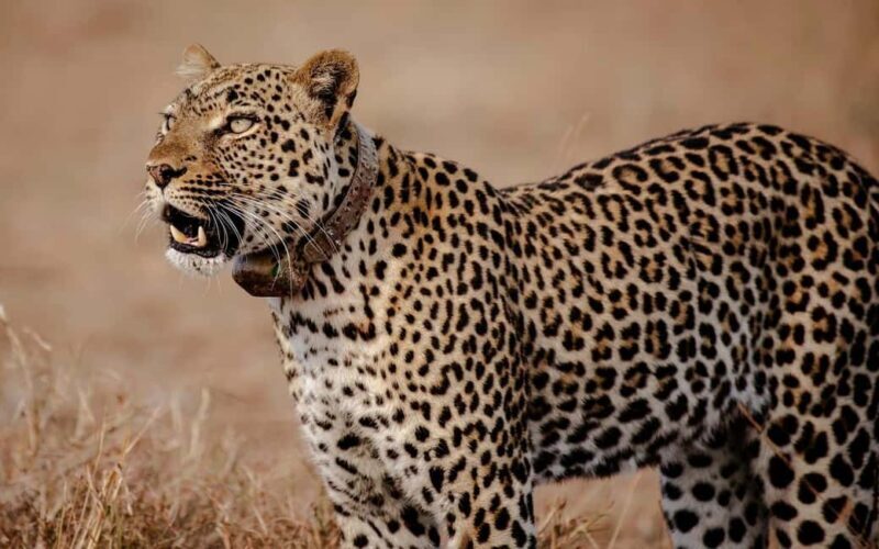 Discover the Top Most Popular 6-Days Tanzania safari - Practical Tips for Travelers