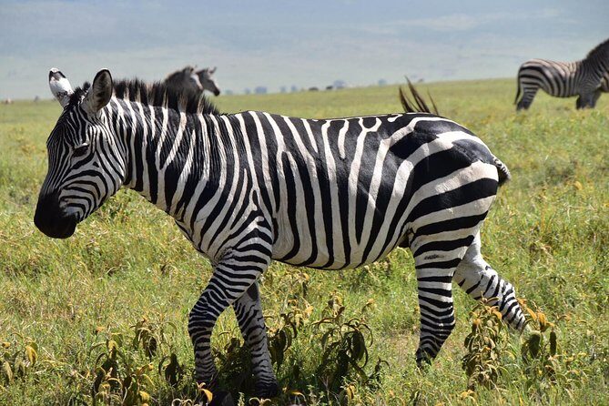 Discover The World's Top Best 4-day Tanzania Group Camping safari - Day 4: Ngorongoro Crater & Return to Arusha