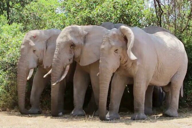 Discover The World's Top Best 4-day Tanzania Group Camping safari - Who Will Love This Safari?