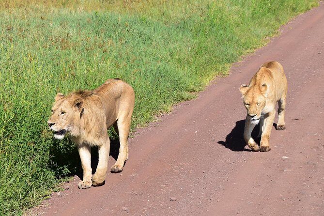 Discover The World's Top Best 4-day Tanzania Group Camping safari - Final Considerations