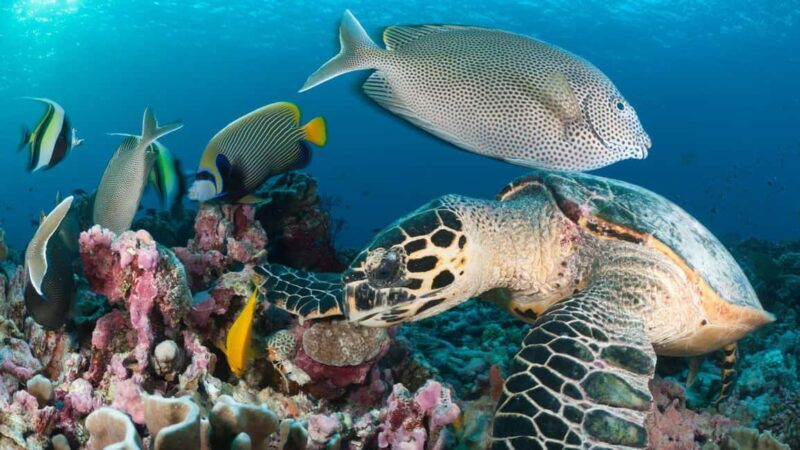 Discover Tumbatu Island: Private Snorkeling Adventure - An In-Depth Look at the Tumbatu Snorkeling Tour
