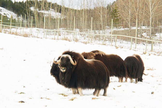 Discover Whitehorse with Northern Lights and Yukon Wildlife Tour - An Honest Look at the Itinerary