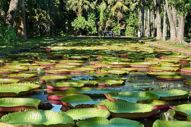 Discovering the North of Mauritius: Full-day incl Botanical garden & lunch - Introduction: What to Expect from This Full-Day North Mauritius Tour