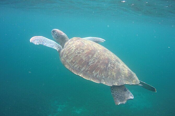 Discovery and snorkeling with sea turtles - A Closer Look at the Experience