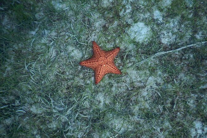Discovery and snorkeling with sea turtles - FAQ