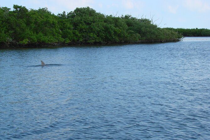 Discovery Dolphin Boat Tour - FAQ