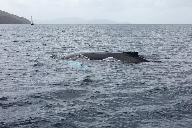 Discovery of dolphins on the Caribbean coast - Analyzing the Value