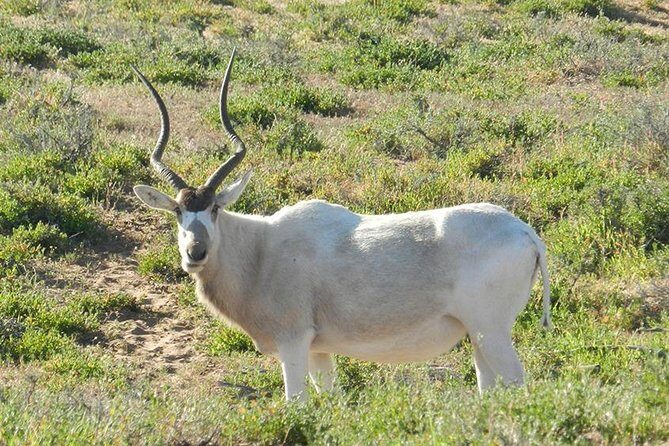 Discovery of the Souss Massa Animal Park in 4x4 - Introduction: An Authentic Morocco Day Trip