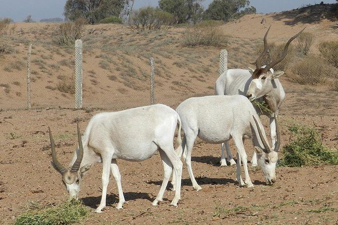 Discovery of the Souss Massa Animal Park in 4x4 - Exploring the Itinerary: What to Expect
