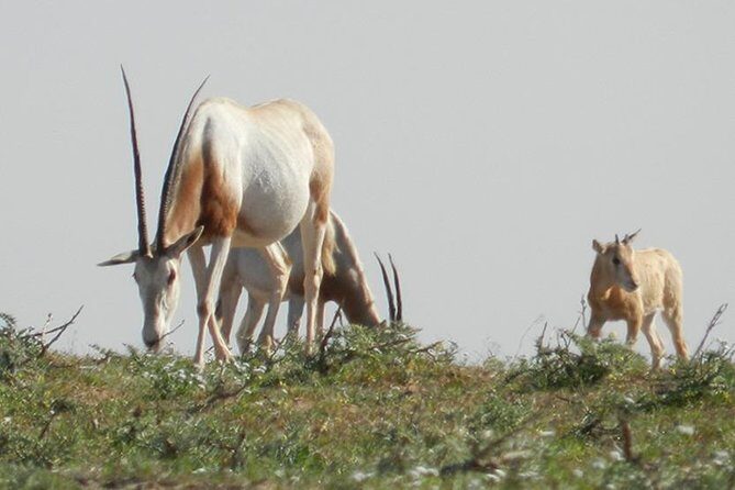 Discovery of the Souss Massa Animal Park in 4x4 - Who Will Appreciate This Tour?