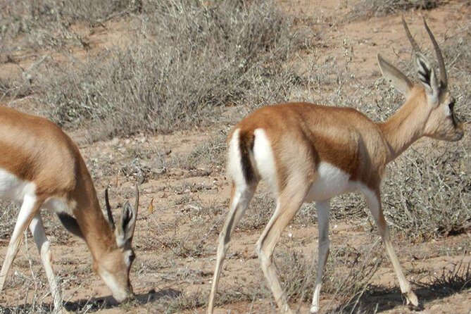 Discovery of the Souss Massa Animal Park in 4x4 - The Sum Up: Who Is This Tour For?