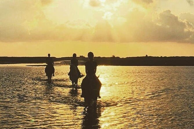 Discovery ride on horseback or camel 2h30 - Introduction: A Unique Way to Experience Djerba