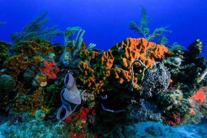 Discovery Scuba Diving !! - Practical Details: What You Need to Know