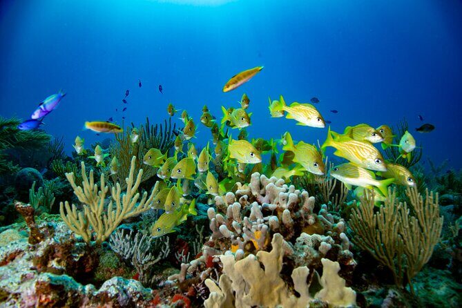 Discovery Scuba Diving !! - The Sum Up