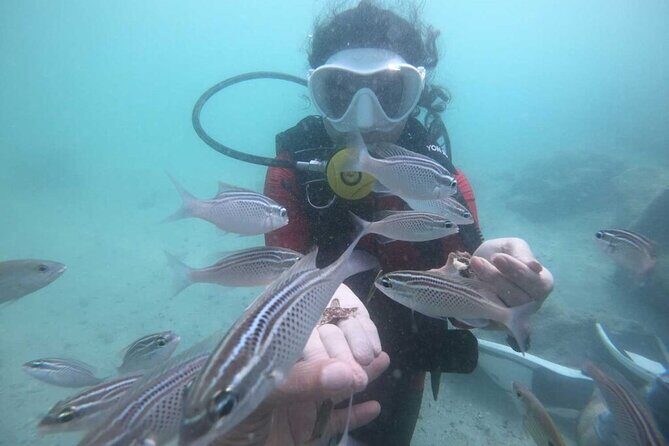 Discovery Scuba Diving in Dubai - Why the Reviews Speak Volumes