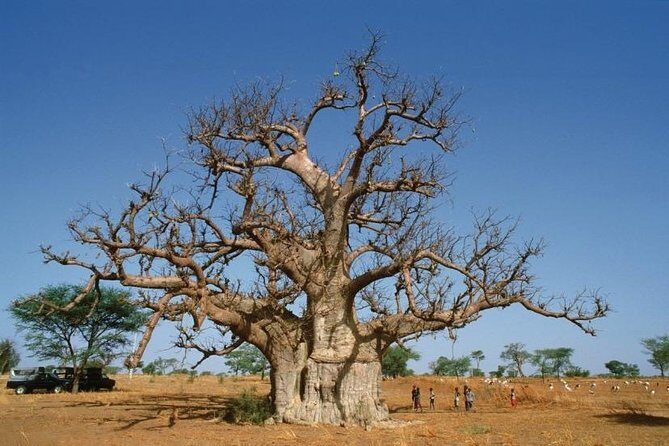 Discovery Senegal 8 Days 7 Nights - An In-Depth Look at the Discovery Senegal Tour