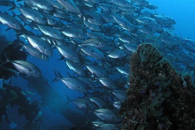 Dive at Tulamben Bali USS Liberty Ship Wreck - The Wreck and Marine Environment