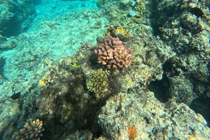 Dive Into Paradise: Snorkel Adventure at Paradise Cove - Who Should Consider This Tour?