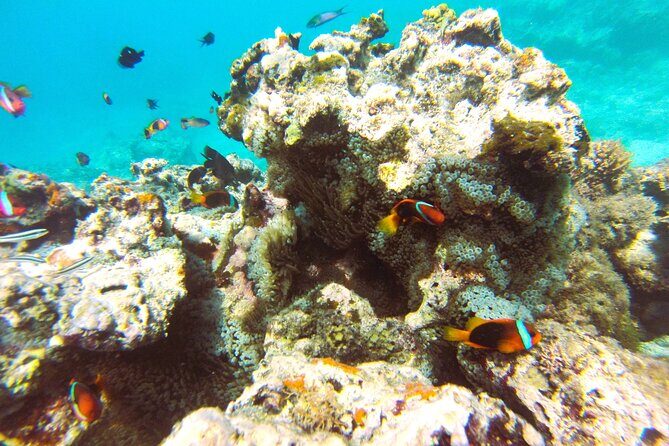 Dive Into Paradise: Snorkel Adventure at Paradise Cove - The Sum Up
