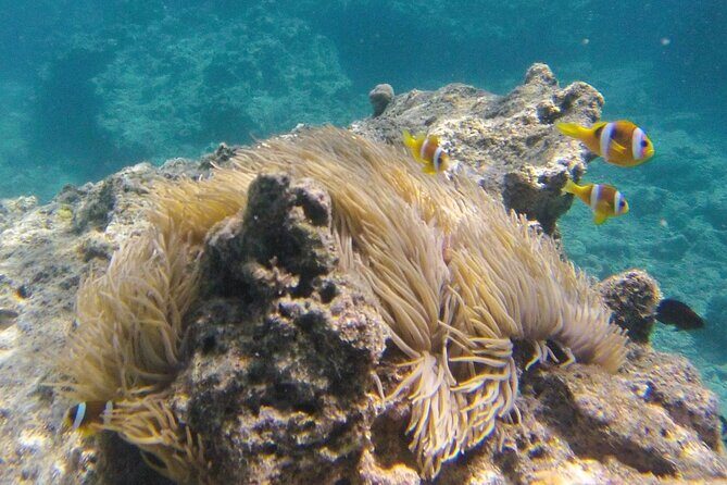 Dive Into Paradise: Snorkel Adventure at Paradise Cove - Frequently Asked Questions