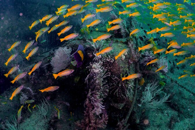 Dive trip to the coral reefs of Fujairah for certified scuba divers - Why This Tour Stands Out