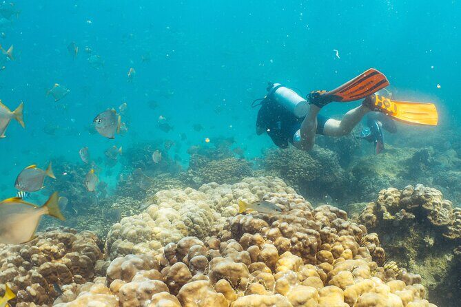 Dive trip to the coral reefs of Fujairah for certified scuba divers - The Guides and Their Impact