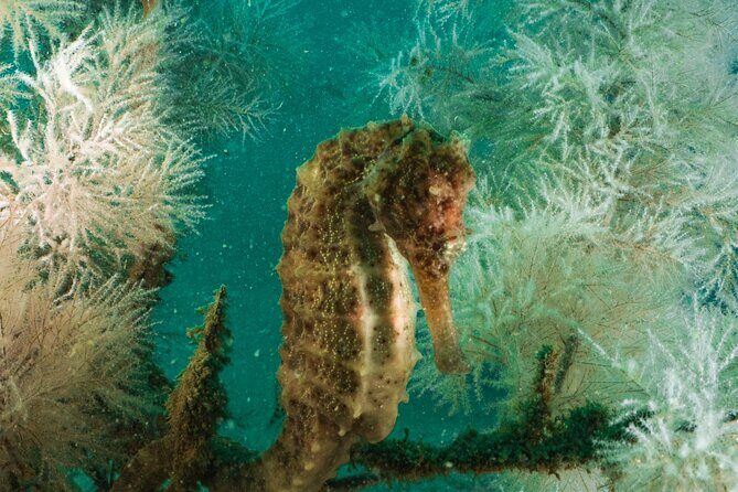 Dive trip to the coral reefs of Fujairah for certified scuba divers - Practical Tips for Travelers