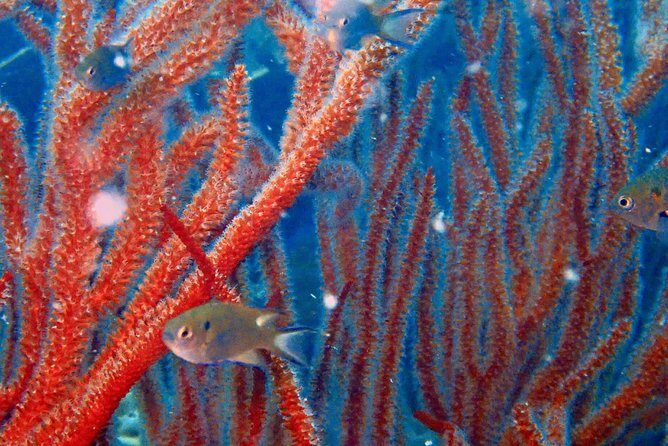 Dive trip with 2 dives (start from Ko Kut) - Exploring the Experience in Detail