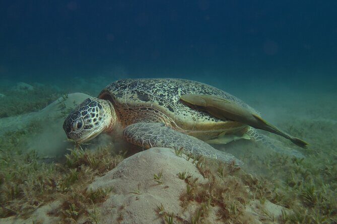 Dive with Dugongs and Turtles | Abu Dabbab | Marsa Alam | 2 Dives - Key Points