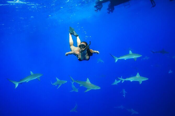 Dive with Sharks in Hawaii: Shark Tour from Haleiwa - Key Points