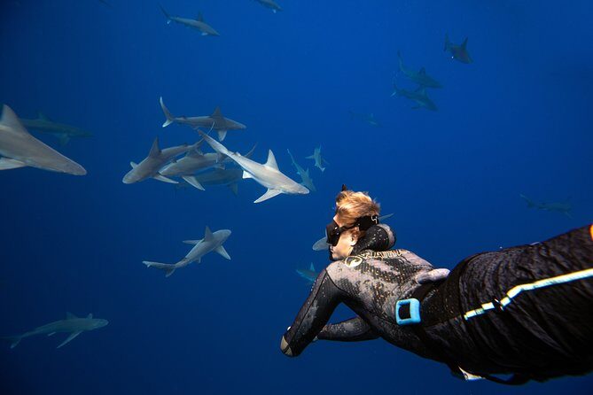 Dive with Sharks in Hawaii: Shark Tour from Haleiwa - What to Expect: The Journey from Land to Water