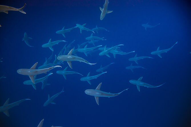 Dive with Sharks in Hawaii: Shark Tour from Haleiwa - Authenticity and Ethical Considerations