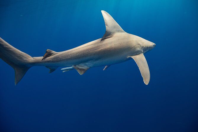 Dive with Sharks in Hawaii: Shark Tour from Haleiwa - Practical Details: Timing, Booking, and Tips