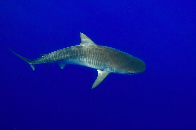 Dive with Sharks in Hawaii: Shark Tour from Haleiwa - The Sum Up: Who Should Consider This Tour?