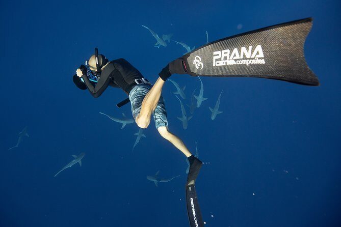 Dive with Sharks in Hawaii: Shark Tour from Haleiwa - FAQ