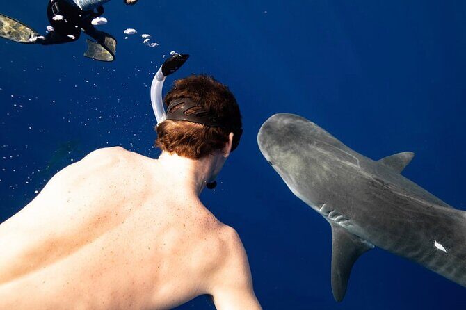 Dive with sharks in Oahu Hawaii: Educational Tour (No cage) - An In-Depth Look at the Oahu Shark Encounter