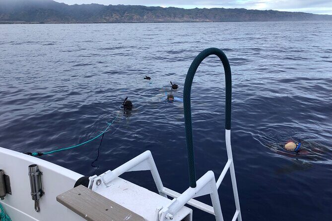 Dive with sharks in Oahu Hawaii: Educational Tour (No cage) - FAQ