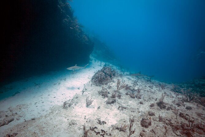 DiveCarib - An Eco-Friendly Certified Diver Trip in Antigua - The Dive Sites: What Sets Them Apart