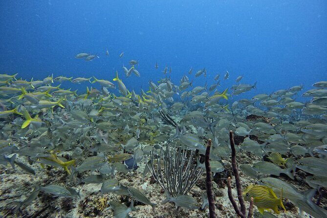 DiveCarib - An Eco-Friendly Certified Diver Trip in Antigua - Reviews: Authentic Voices