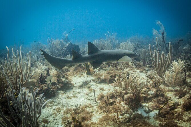 DiveCarib - An Eco-Friendly Certified Diver Trip in Antigua - Pricing and Value