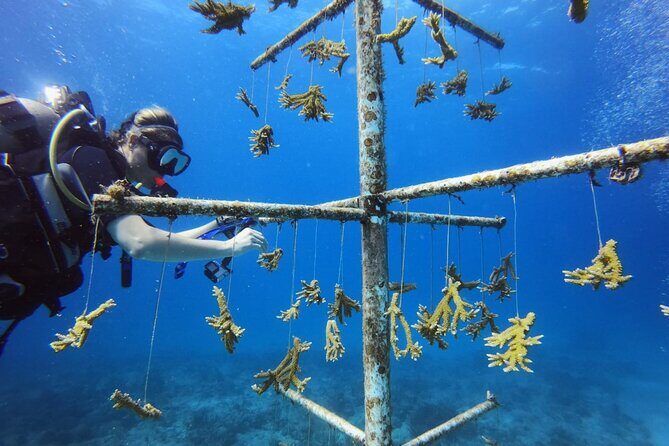 DiveCarib - An Eco-Friendly Certified Diver Trip in Antigua - Practical Considerations