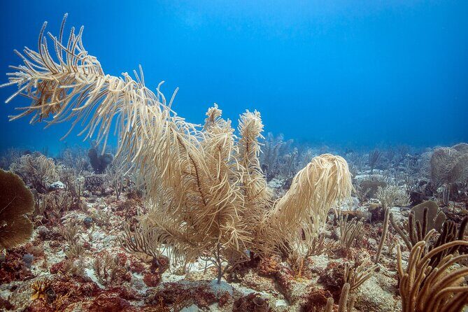 DiveCarib - An Eco-Friendly Certified Diver Trip in Antigua - Who Should Consider This Tour?