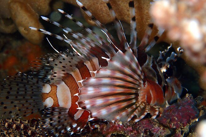 DiveGurus -Scuba Diving in Boracay - Introduction: Exploring Boracay’s Underwater World with DiveGurus